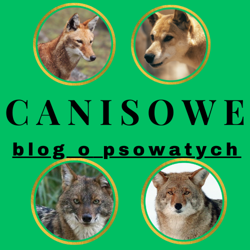 logo-bloga-canisowe