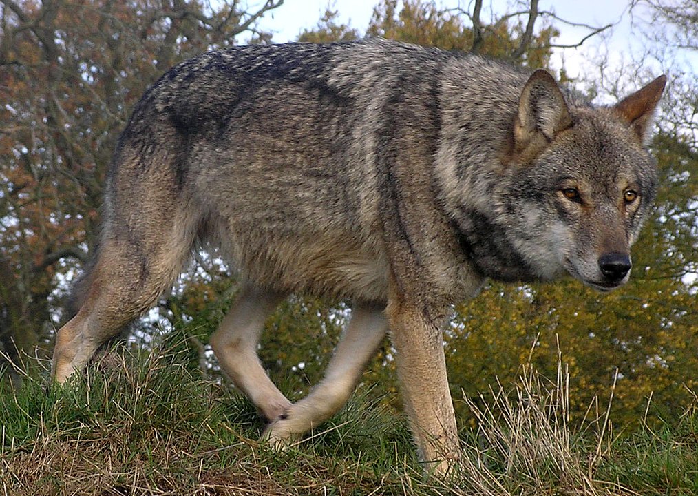 wilk euroazjatycki